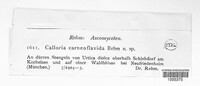 Laetinaevia carneoflavida image